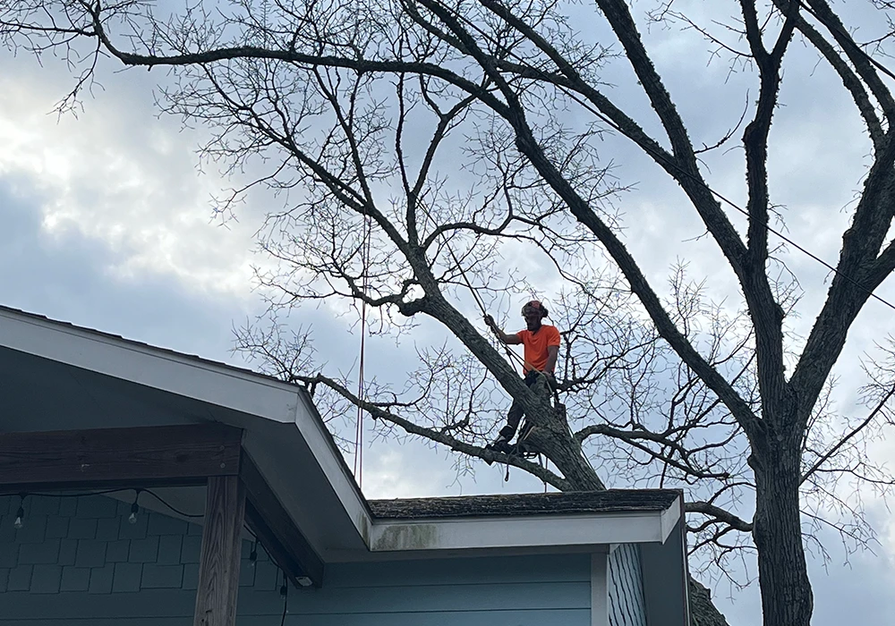 TreeGeeks Southern - Tree Care