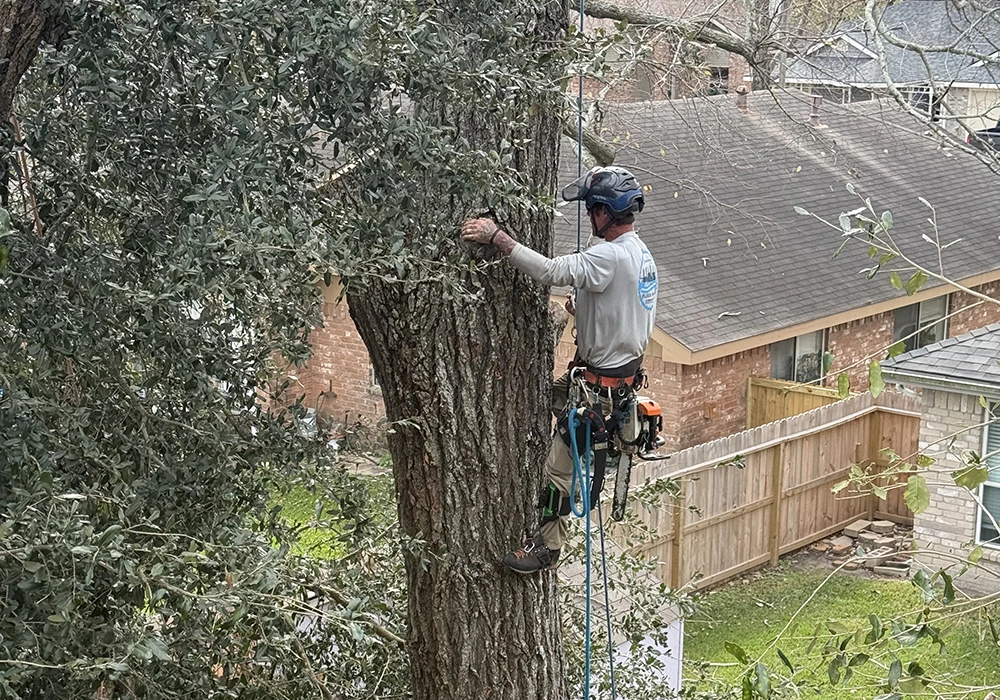 TreeGeeks Southern - Tree Care